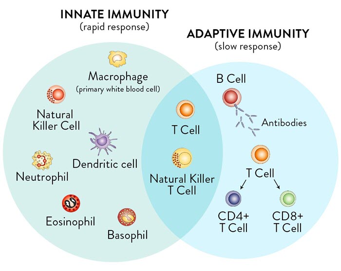 Hpv Inmune System