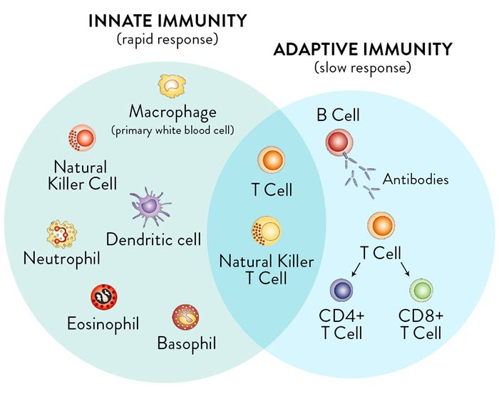 natural killers vph